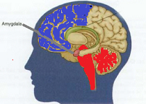 Amygdala, Reptile In Red (brain Stem & Cerebellum)